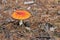 lonely Amanita muscaria in a pine forest