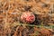 lonely Amanita muscaria in a pine forest