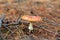 lonely Amanita muscaria in a pine forest