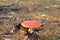 lonely Amanita muscaria in a pine forest