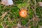 lonely Amanita muscaria in a pine forest. Top view