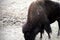 Lonely American Bison