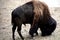 Lonely American Bison
