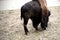 Lonely American Bison eating from ground on a sunny day