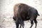 Lonely American Bison eating from ground on a sunny day