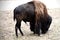 Lonely American Bison eating from ground on a sunny day