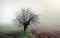 Lonely apricot tree blooms among fields, misty morning