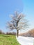 Lonely apricot tree in different seasons