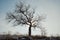 Lonely apricot tree on a hill against winter sky