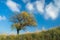 Lonely apricot tree on a hill at autumnal time.