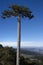 Lonely araucaria