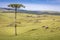 Lonely araucaria tree at sunset, Rio Grande do Sul pampa - Southern Brazil