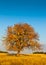 Lonely autumn tree