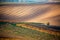 A lonely autumn tree against the background of the moravian fields and lines of autumn vineyards. Amazing autumn landscape of the