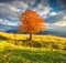 Lonely autumn tree against dramatic sky in mountains