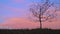 Lonely autumn tree in a field, silhouette on sunset, nature background