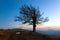 Lonely autumn tree on night mountain hill top