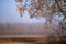 lonely autumn trees hiding in mist