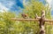 Lonely baboon walking on a trunk at the zoo