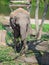 Lonely baby elephant standing around the stump chained in a chain and keep in the trunk of bamboo