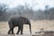 Lonely baby elephant standing on the ground