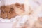 Lonely baby guinea pig in art portrait