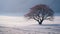 Lonely Banyan On Snowfield: Traditional British Landscapes In Soft Pastel Scenes