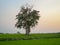 Lonely banyan tree in the middle of paddy field