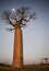 Lonely baobab at sunset with the moon in the background. Madagascar.