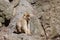 Lonely Barbary Macaque (Macaca sylvanus)