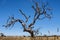 Lonely bare tree in Australia desert, Northern Territory, fisheye lens