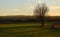 Lonely bare tree and farmlands scenery during evening sunlight. Granada, Spain