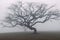 lonely bare tree in the fog generative ai