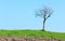 Lonely bare tree green grass on blue sky