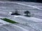 Lonely bare tree in the midst of snowy grapevines