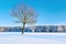 Lonely bare tree in a snowy meadow near forest.