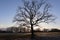 Lonely bare tree in winter landscape