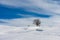 Lonely Bare Tree in Winter Landscape with Snow - Altopiano della Lessinia Veneto Italy