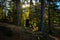 Lonely barn in norwegian forest