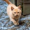 Lonely beautiful and cute ginger kitten on the street. Winter is snowing, it`s cold. Wild or domestic animal. The kitten goes