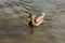 a lonely beautiful migratory wild duck floating on a pond, a brown plumage and a yellow beak, traces on the water behind