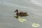 A lonely beautiful migratory wild duck floating on a pond, a brown plumage and a yellow beak, traces on the water behind a duck, a