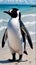 A lonely beautiful penguin stands on the beach and looks away. Generative AI