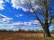 lonely beautiful tree in the company of autumn grass