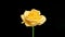 Lonely beautiful yellow rose. Symbol of separation