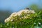 Lonely bee is on the  blooming white rowan flowers on blue sky background in sunny day