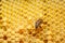 Lonely bee sitting on honeycomb, close-up