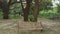 Lonely bench in the forest by the day nature background, In natural environment wooden bench in the park