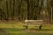 Lonely bench on the forest edge