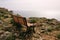 A lonely bench on a rocky ocean coast